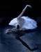 svetlana-zakharova-in-the-dying-swan